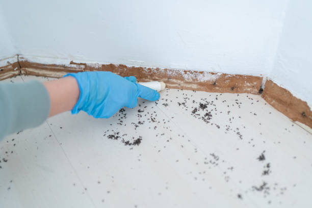 Real Estate Pest Inspections in Montebello, NY